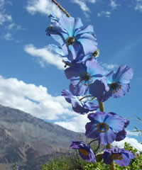 Himalayan Medicinal Plant